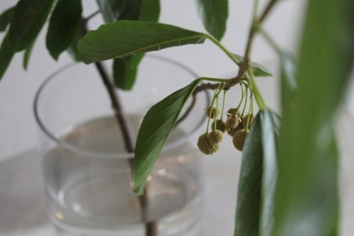 Mount Grace Country House